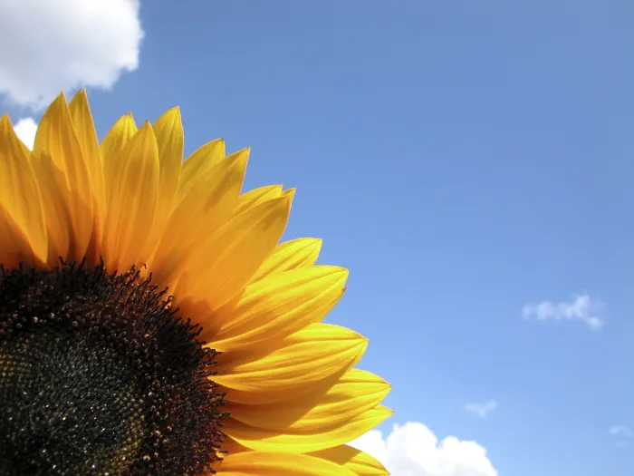 Impresión enmarcada : Sunflower Impresión enmarcada : Sunflower