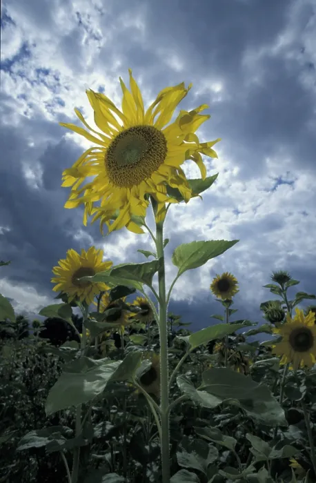 Impresión enmarcada : Sunflower