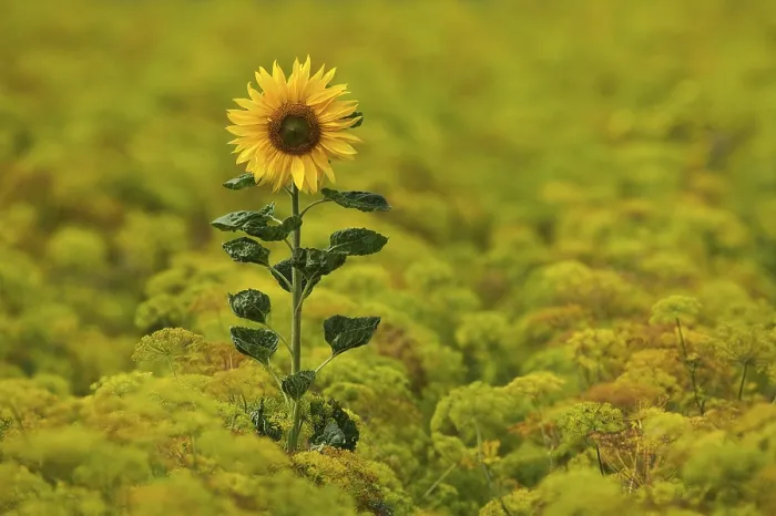 Impresión enmarcada : Sunflower