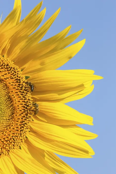 Impresión enmarcada : Sunflower Impresión enmarcada : Sunflower