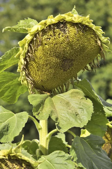 Impresión enmarcada : Sunflower