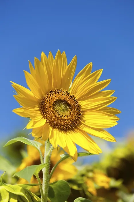 Impresión enmarcada : Sunflower