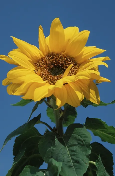 Impresión enmarcada : Sunflower Impresión enmarcada : Sunflower