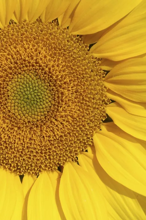 Impresión enmarcada : sunflower Impresión enmarcada : sunflower