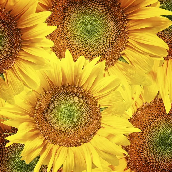 Impresión enmarcada : Fondo de girasol.