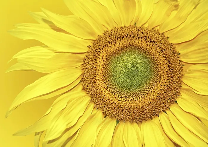 Impresión enmarcada : Fondo de girasol.