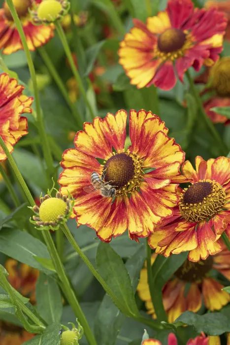 Impresión enmarcada : Solana (Helenium Vicky')