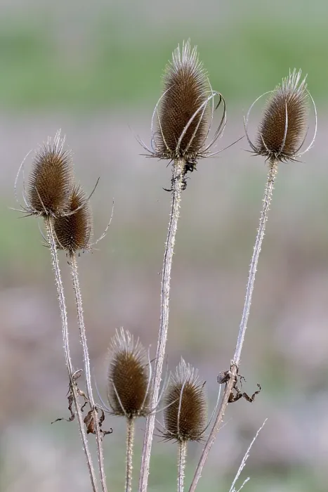 Impresión enmarcada : Dipsacos (Dipsacus) Impresión enmarcada : Dipsacos (Dipsacus)