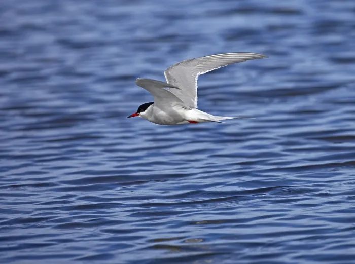 Impresión enmarcada : Un tern en vuelo. Impresión enmarcada : Un tern en vuelo.