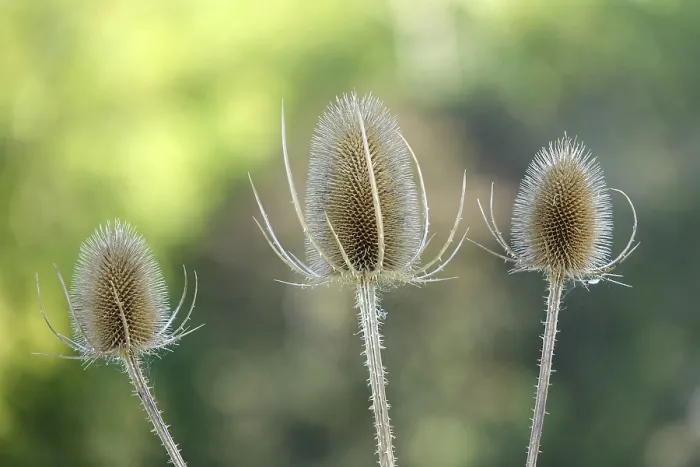 Impresión enmarcada : Thistle Impresión enmarcada : Thistle