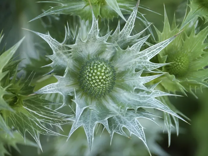 Impresión enmarcada : Thistle Impresión enmarcada : Thistle