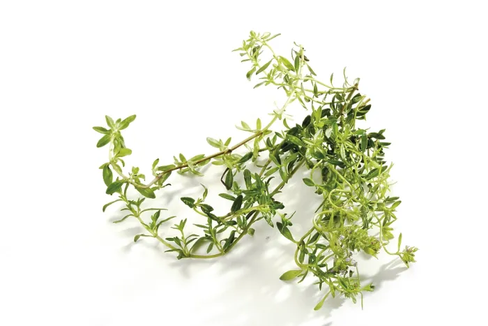 Impresión enmarcada : Tomillo (Thymus)