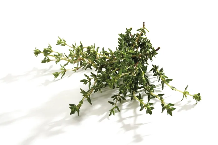 Impresión enmarcada : Tomillo (Thymus)