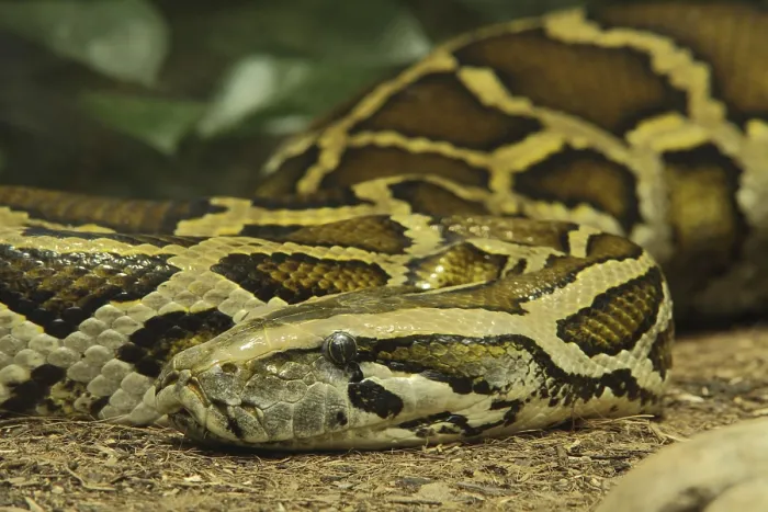 Impresión enmarcada : Tigre de python (Python molurus), cautivo.