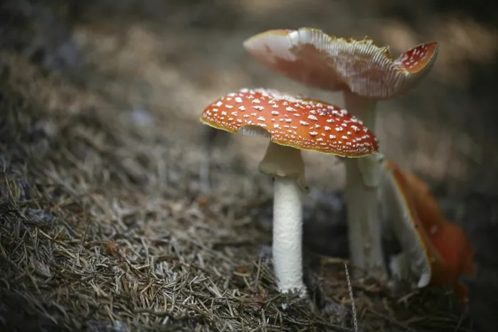 Impresión enmarcada : Toadstool