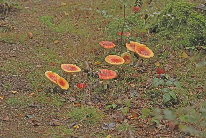 Impresión enmarcada : Toadstools