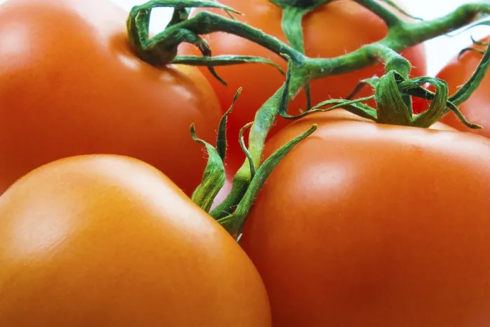 Impresión enmarcada : Fondo de tomate. Impresión enmarcada : Fondo de tomate.