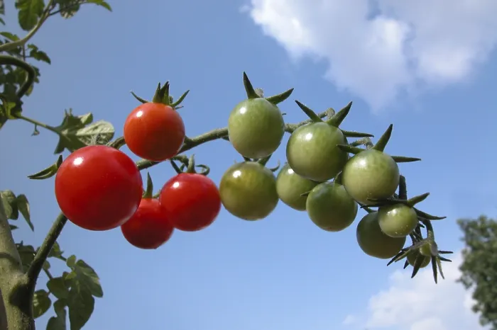Impresión enmarcada : Tomatoes