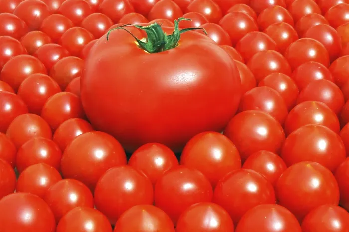Impresión enmarcada : Tomatoes