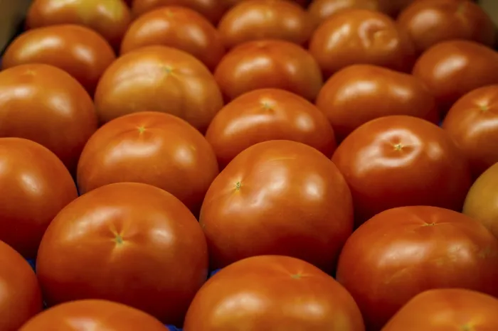 Impresión enmarcada : Tomatoes Impresión enmarcada : Tomatoes