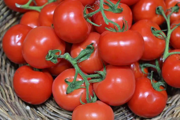 Impresión enmarcada : Tomatoes Impresión enmarcada : Tomatoes