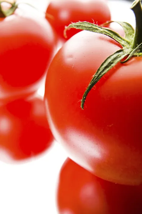 Impresión enmarcada : Tomatoes Impresión enmarcada : Tomatoes