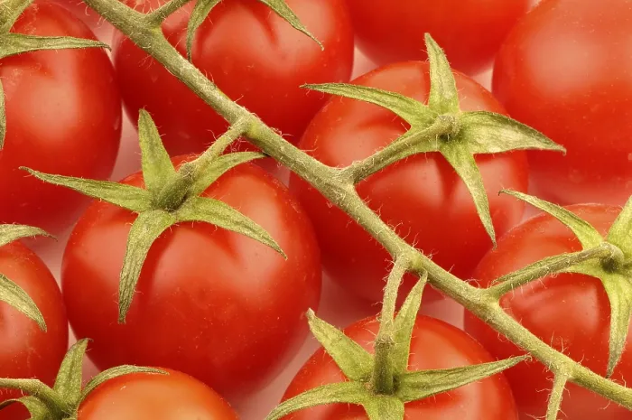 Impresión enmarcada : Tomatoes Impresión enmarcada : Tomatoes