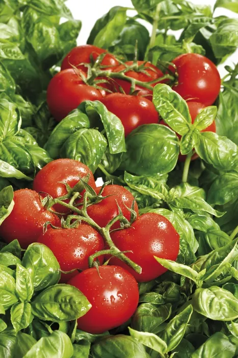 Impresión enmarcada : Tomates sobre albahaca. Impresión enmarcada : Tomates sobre albahaca.