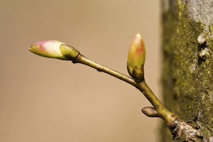 Impresión enmarcada : Yemas de árbol.