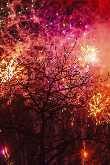 Impresión enmarcada : Fuegos artificiales de árbol.