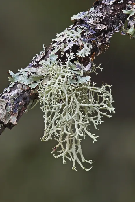 Impresión enmarcada : Hongo de árbol