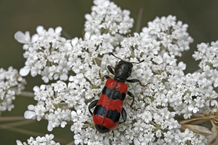 Impresión enmarcada : Trichodes apiarius, lobo de abeja. Impresión enmarcada : Trichodes apiarius, lobo de abeja.