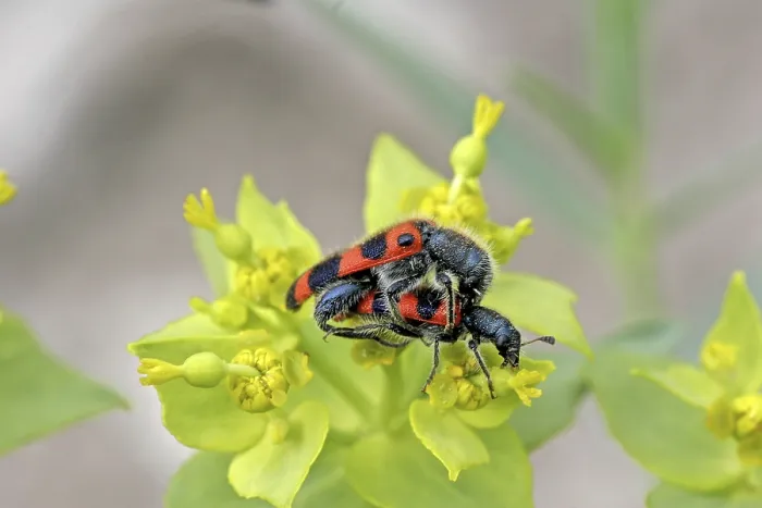 Impresión enmarcada : Trichodes apiarius, lobo de abeja. Impresión enmarcada : Trichodes apiarius, lobo de abeja.