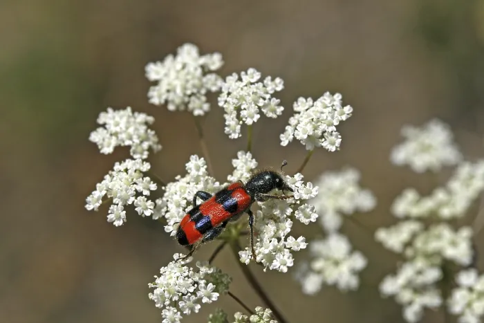 Impresión enmarcada : Trichodes apiarius, lobo de la abeja.