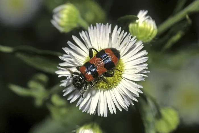 Impresión enmarcada : Trichodes apiarius, lobo de abeja.