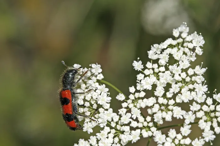 Impresión enmarcada : Trichodes apiarius, lobo de la abeja.