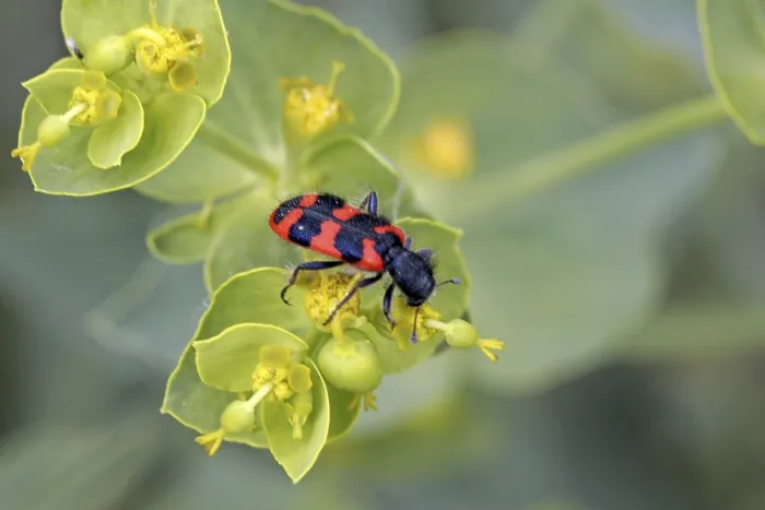 Impresión enmarcada : Trichodes apiarius, lobo de abeja.