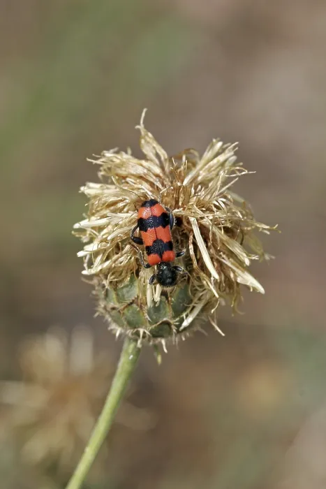 Impresión enmarcada : Trichodes apiarius, lobo de la abeja. Impresión enmarcada : Trichodes apiarius, lobo de la abeja.