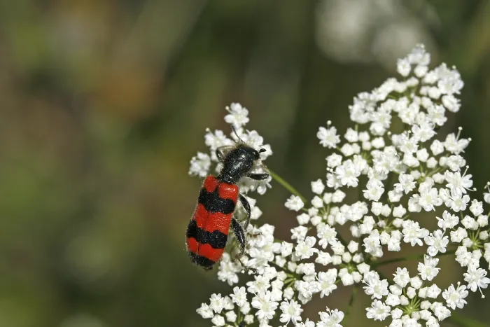 Impresión enmarcada : Trichodes apiarius, lobo de abeja. Impresión enmarcada : Trichodes apiarius, lobo de abeja.
