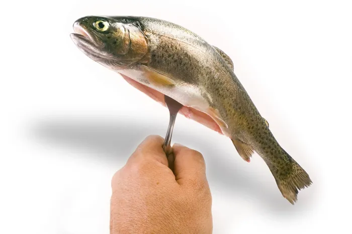 Impresión enmarcada : Trucha en un tenedor.