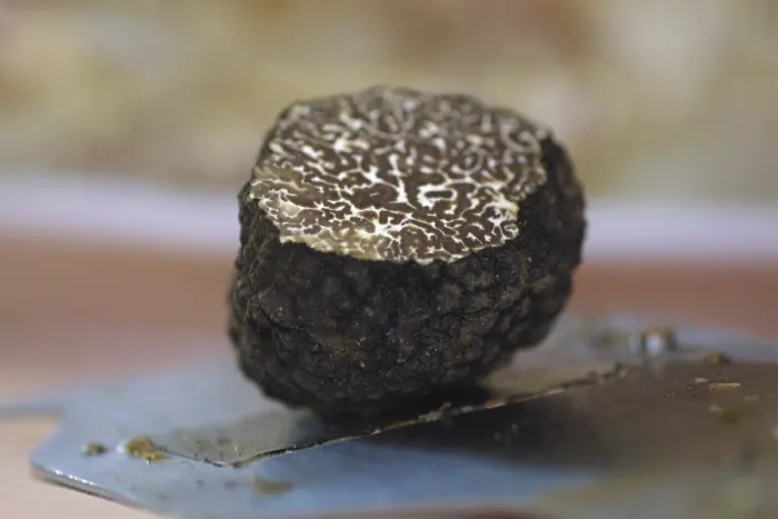 Impresión enmarcada : Truffel Impresión enmarcada : Truffel