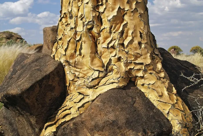 Impresión enmarcada : Tronco de un árbol quiver.