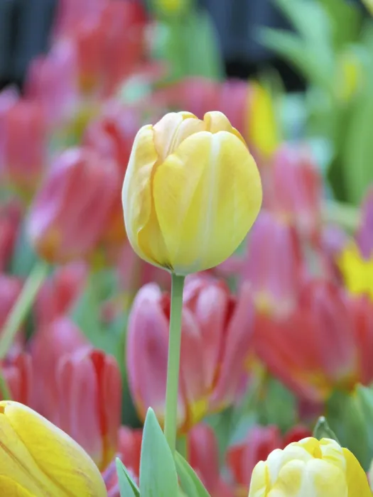 Impresión enmarcada : Tulip