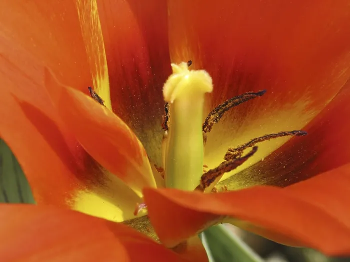 Impresión enmarcada : Tulipa Van Eijk' Tulipa Van Eijk Impresión enmarcada : Tulipa Van Eijk' Tulipa Van Eijk
