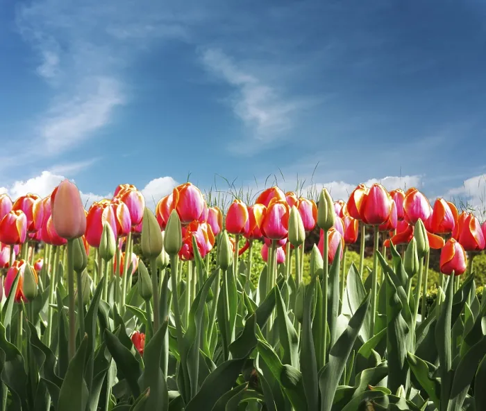 Impresión enmarcada : Tulips Impresión enmarcada : Tulips