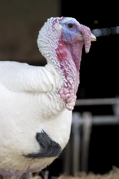 Impresión enmarcada : Turkey Impresión enmarcada : Turkey