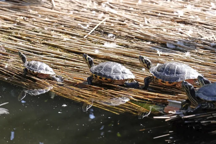 Impresión enmarcada : Tortugas tomando el sol. Impresión enmarcada : Tortugas tomando el sol.