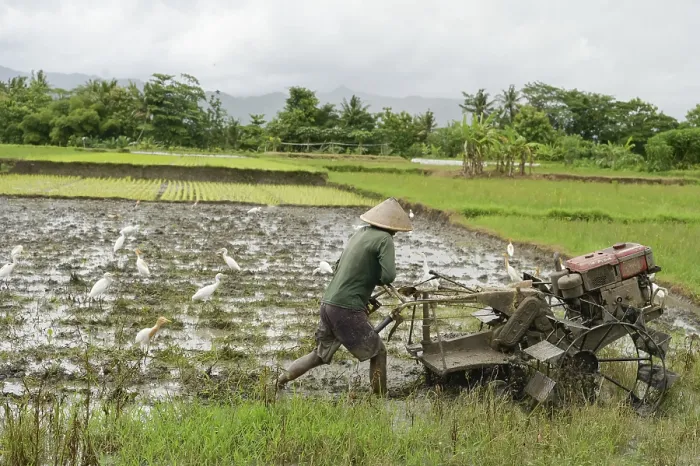 Impresión enmarcada : Un agricultor inidentificable en Java. Impresión enmarcada : Un agricultor inidentificable en Java.