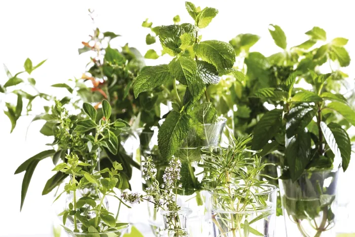Impresión enmarcada : Hierbas de cocina diversas Impresión enmarcada : Hierbas de cocina diversas