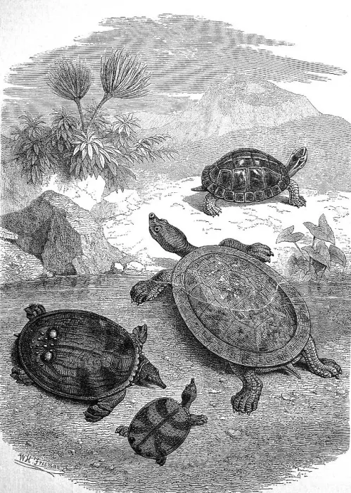 Impresión enmarcada : Varias tortugas en la playa de Java alrededor de 1880.